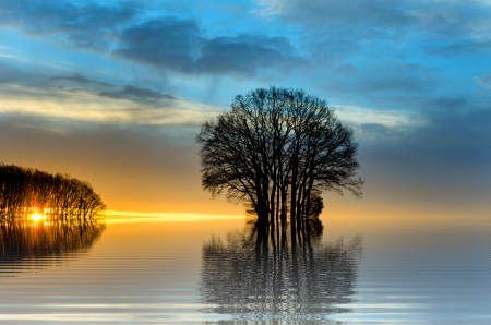 Tree nature sun
