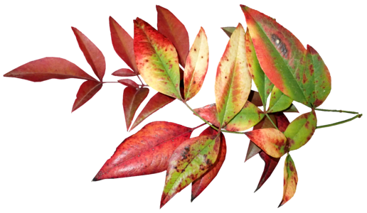 Colorful foliage nature