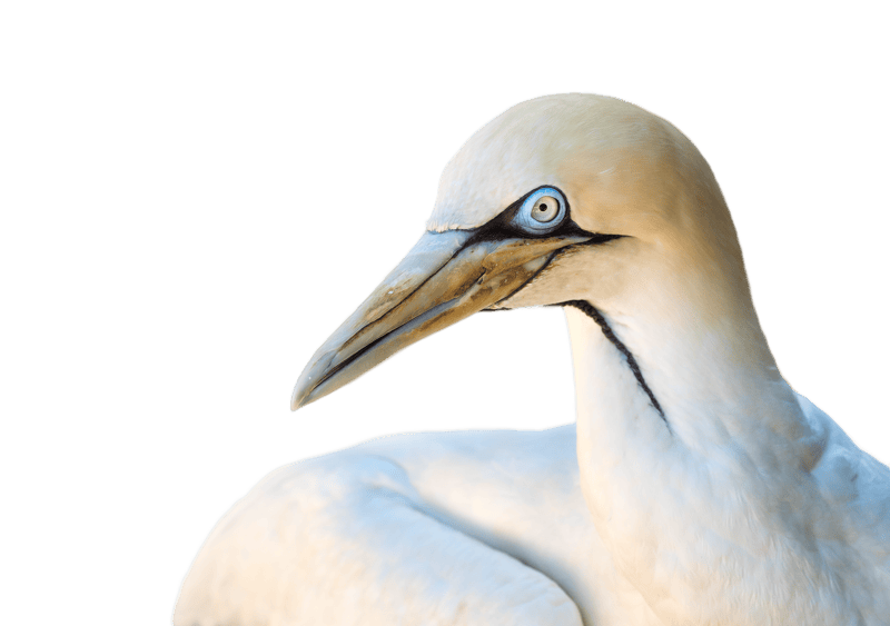 Animal heron white