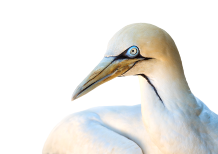 Animal heron white