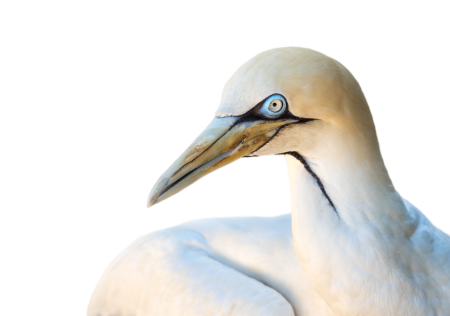 Animal heron white