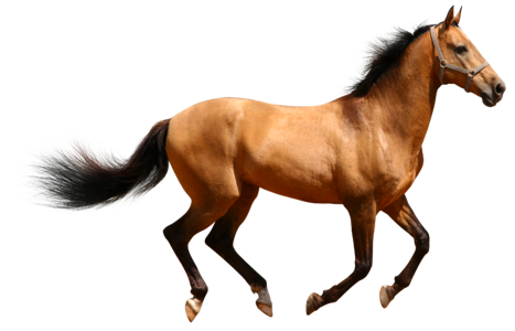 Runs brown horse animal