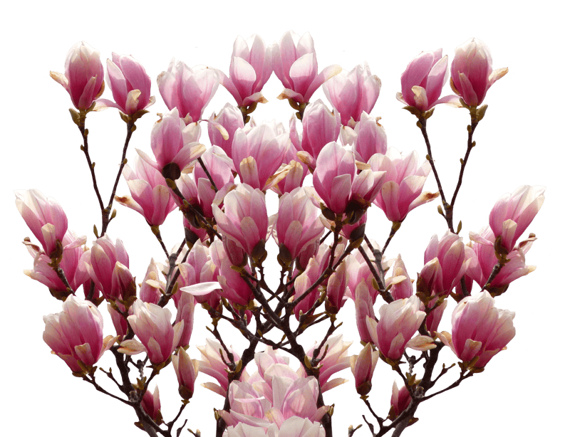 Blossom bloom pink