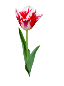 Tulip flowers spring