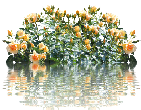 Love flower nature