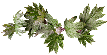 Branch nature foliage