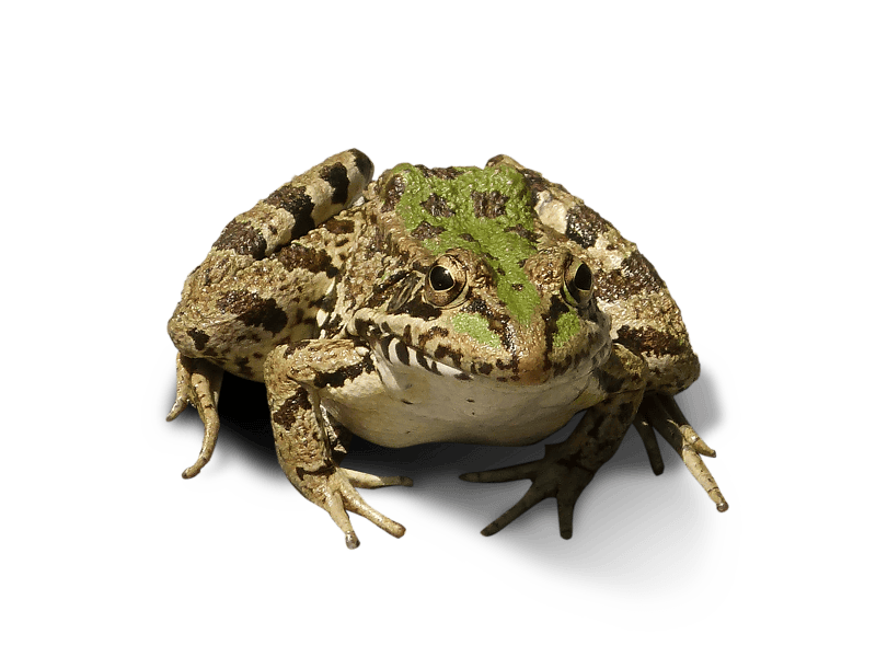 Cropped image frog bottomless transparent background