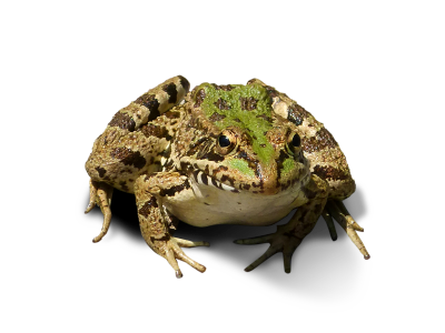 Cropped image frog bottomless transparent background