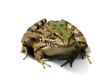 Cropped image frog bottomless transparent background