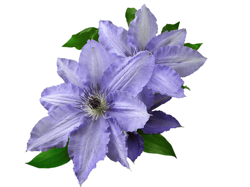 Mauve clematis cut