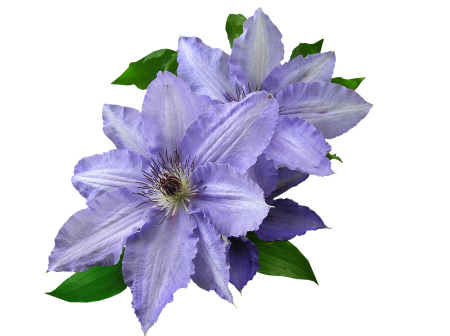 Mauve clematis cut