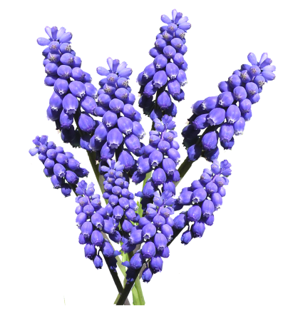 Spring garden nature