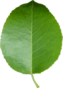 Cut sheet transparent background green leaf