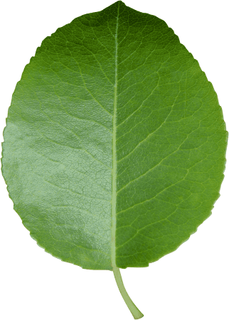 Cut sheet transparent background green leaf