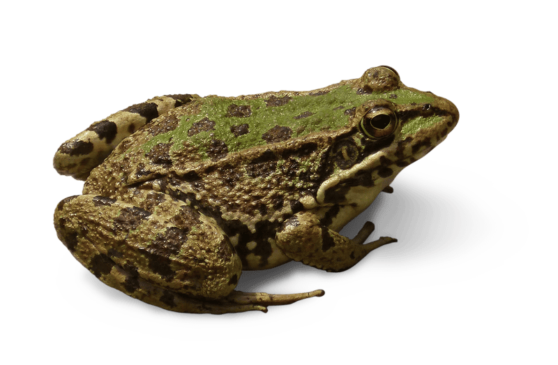 Frog cropped image transparent background