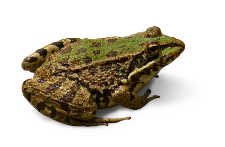 Frog cropped image transparent background