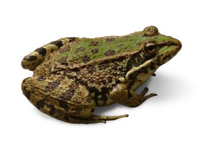 Frog cropped image transparent background