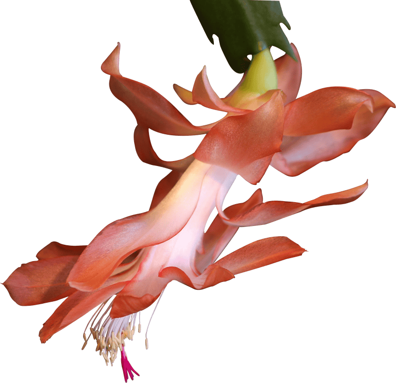 Cactus flower salmon