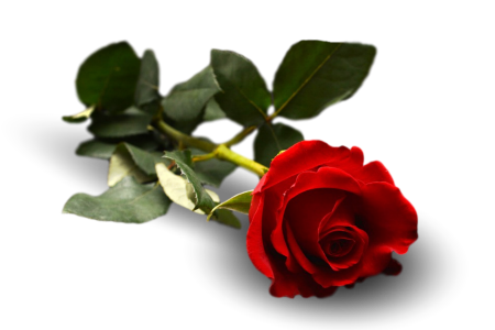 Leaf floral flora