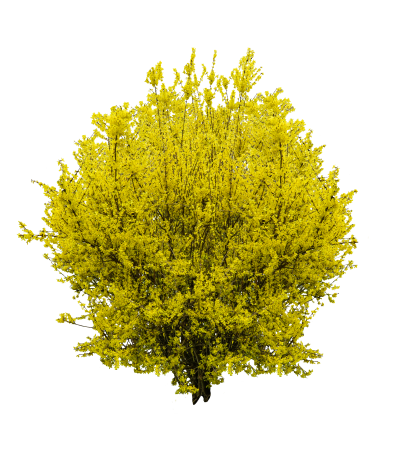Bush spring awakening isolated