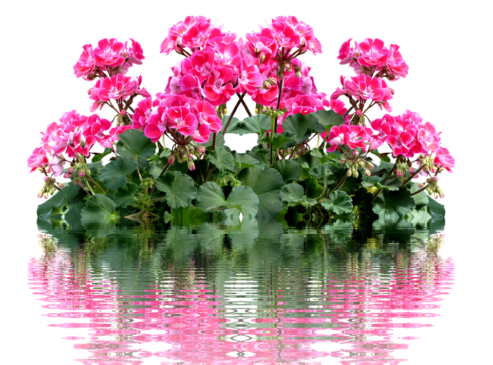 Balcony plant flower blossom