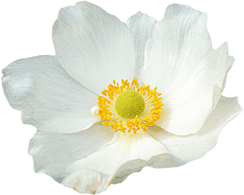 Flower graphics anemone