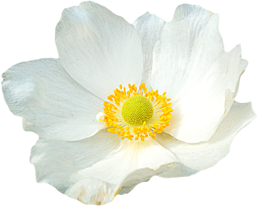 Flower graphics anemone