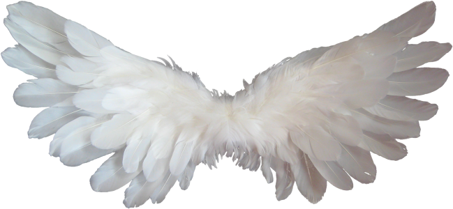 Feather heaven angel wings