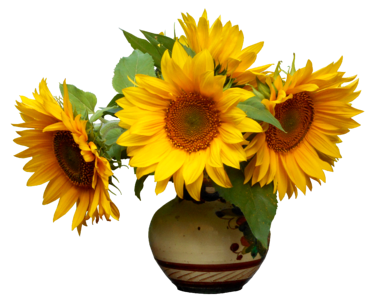 Sunflower bright summer