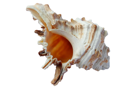 Beach vacation sea shells