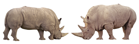 Horn wild animals nature