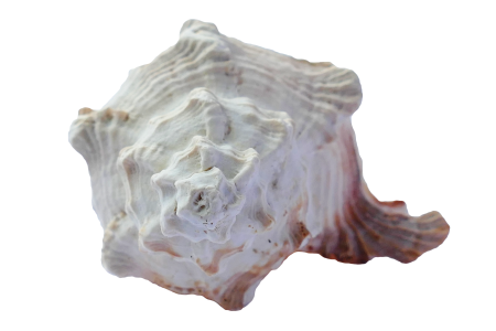 Beach vacation sea shells