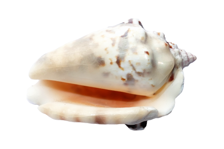 Beach vacation sea shells