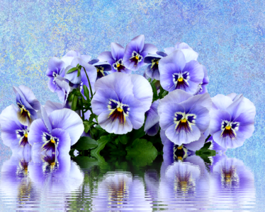 Purple spring flower violaceae