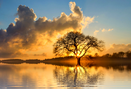 Lone tree isolated lake