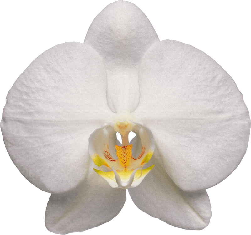 Orchid flower white