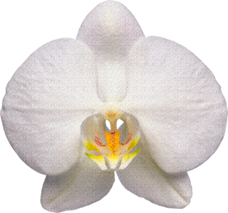 Orchid flower white