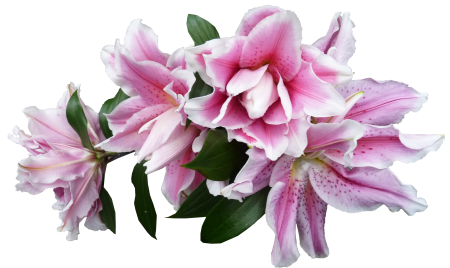 Fragrant bloom cut out