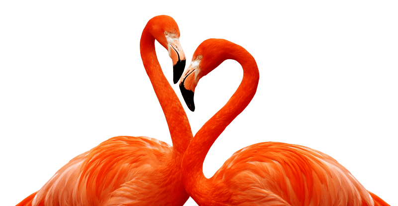 Heart wildlife animal