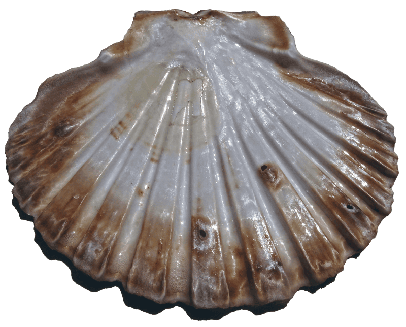 Pecten maximus ornament nature