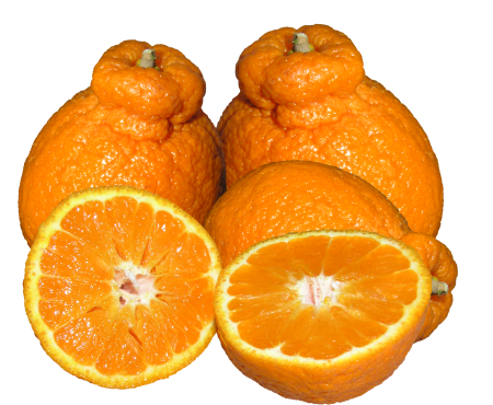 Healthy food cut out