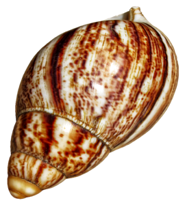 Casing snail shell animal