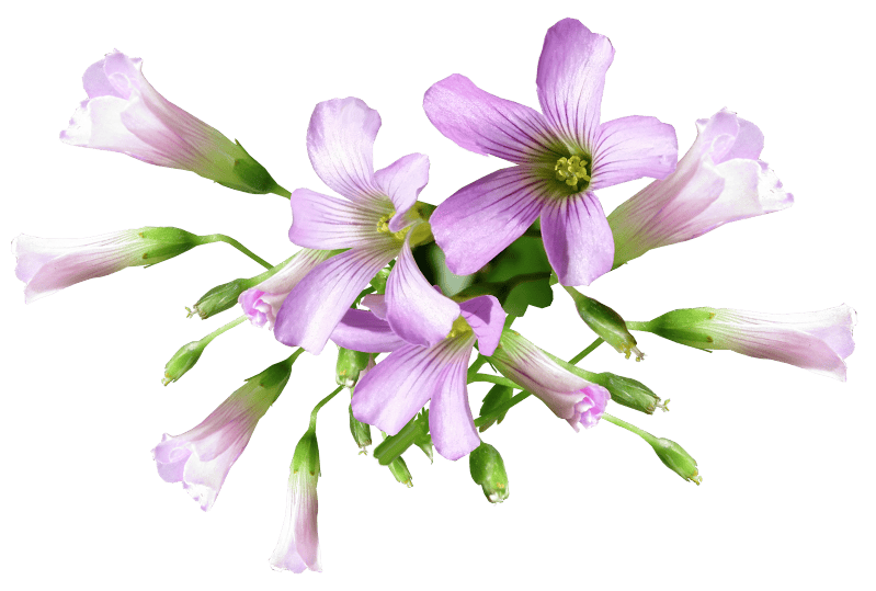 Floral nature garden