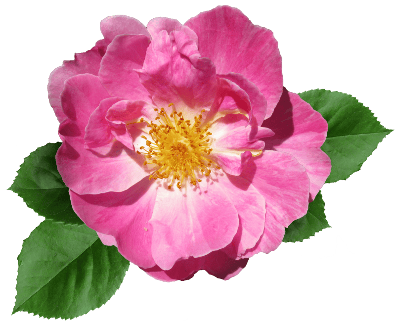 Summer garden bloom