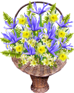 Irises daffodils cut out