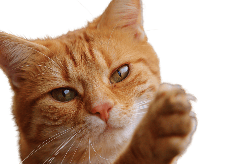 Render png pet