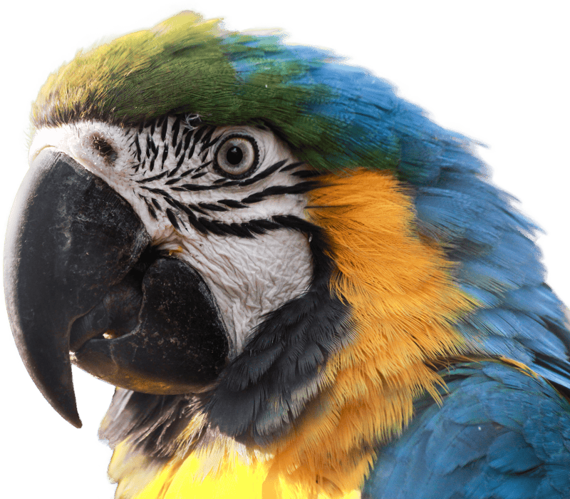 Blue macaw clipping graphics