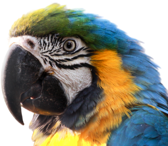 Blue macaw clipping graphics
