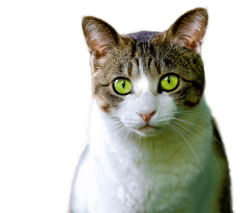 Render png pet