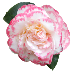 Camellia cut out isolated